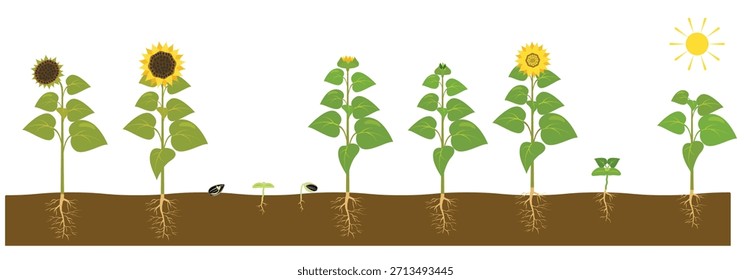o processo de cultivo de um girassol de semente a planta madura 