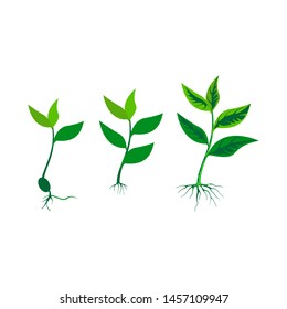 the process of growing tree buds, groove growth of plant shoots, tea leaves vector