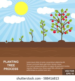 The process of growing trees. Steps. Garden. For your design.