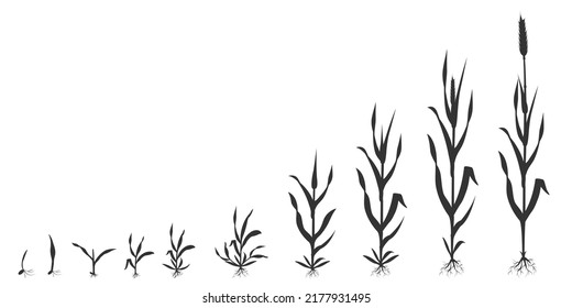 Process of growing wheat in stages. Grain germination infographic black silhouette illustration. Evolution of seed to harvest.