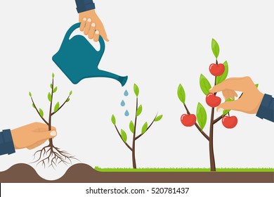 Process Of Growth Of Tree From Planting To Fruit Ripening. Timeline Infographic Growth Tree. Horticulture Concept. Growth Stage From Sapling To Apple. Vector Illustration Flat. Development Cultivation