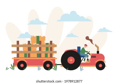 Process of harvesting crops on a tractor, ears with whole grains and leaves