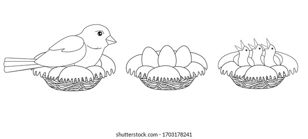 The process of hatching chicks - a bird sits on a nest, a nest with eggs and a nest with chicks - vector linear picture for coloring. Outline. Hand drawing - the progress of hatching chicks.