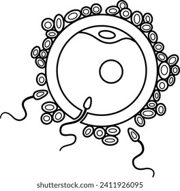 Process of Human Fertilization for Coloring Page. Egg and Sperm. Human Reproductive System. Vector illustration