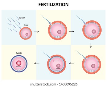Process of human fertilization design, sperm and egg cell, vector illustration eps10
