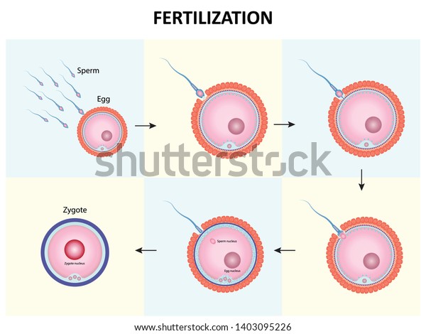 Process Human Fertilization Design Sperm Egg Stock Vector Royalty Free 1403095226 