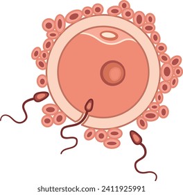 Process of Human Fertilization. Egg and Sperm. Human Reproductive System. Vector illustration