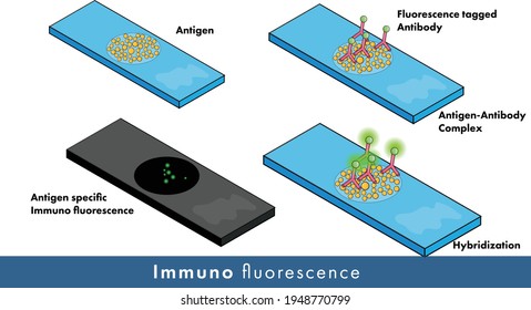  process of immunofluorescence experiment, antibody tagged with fluorescent dye. molecular biology experiment vector 