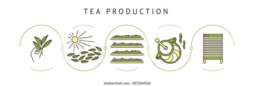 the process of making tea by stages