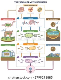 Process of methanogenesis diagram, organic matter converts to methane through hydrolysis, acidogenesis, acetogenesis, key objects, microbes, arrows, methane molecule. Outline diagram