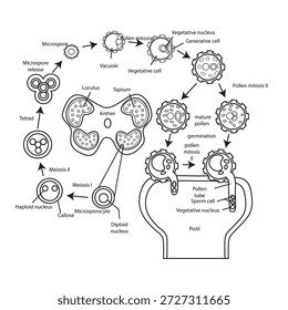 El proceso de microsporogénesis y microgametogénesis en plantas con flores