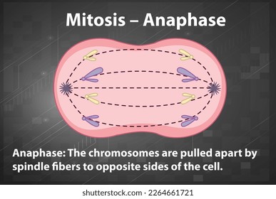 Process of mitosis anaphase with explanations illustration
