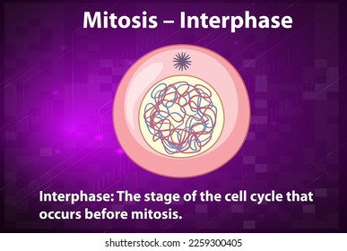 Process of mitosis interphase with explanations illustration