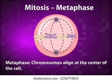 Mitosemetaphase mit Erklärungen zur Veranschaulichung
