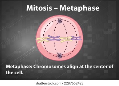 Process of mitosis metaphase with explanations illustration