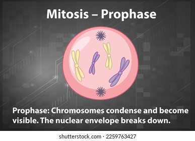 Process of mitosis prophase with explanations illustration