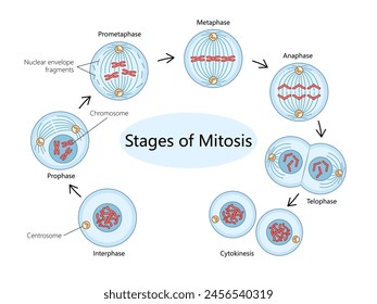 process of mitosis, showcasing each phase from interphase to cytokinesis diagram hand drawn schematic vector illustration. Medical science educational illustration