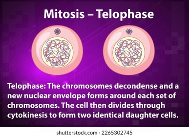Proceso de mitosis telopfase con ilustración explicativa