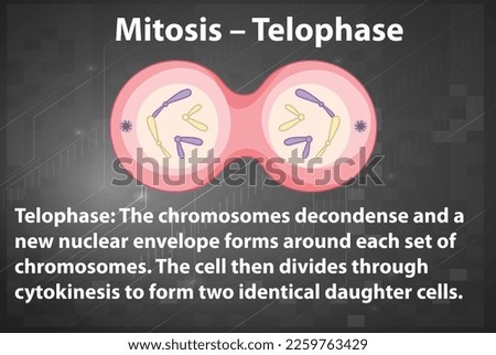 Process of mitosis telophase with explanations illustration