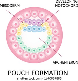 the process of nerulation. pouch formation, notochord, archenteron stage of segmentation of a fertilized ovum. Human embryonic development. Vector illustration