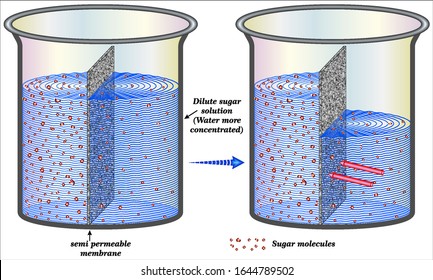 The process of osmosis over a semi-permeable membrane