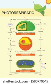 Proceso de fotorespiración en plantas 
