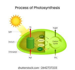 Verfahren zur Fotosynthese in Pflanzenzellen