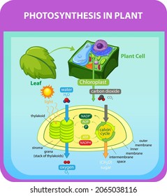 Process of photosynthesis in plant  illustration