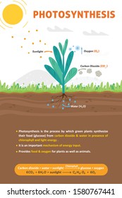 Process of photosynthesis in plants