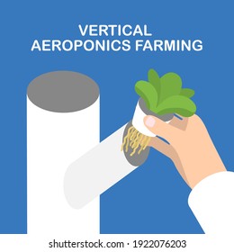 The process of placing a plant in an aeroponic system. Vertical aeroponic system for growing plants without soil. Vegetables and grasses growing in the water flow system. Isometric infographics.