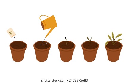 Process of plant growth. Vector image of five stages of growth of a herb in a brown pot. Plant growing stages. Harvest, product, offspring. Growing process vector flat icon.