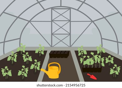 The process of planting seedlings in a greenhouse. Seedlings in the greenhouse. Vector drawing of a greenhouse with seedlings.