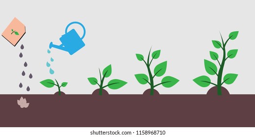 The process of planting a tree and stages of growth of a tree from a seed