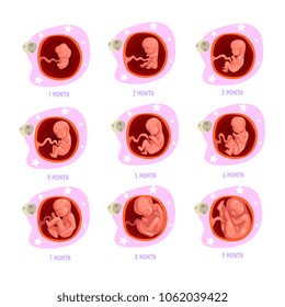 Process of pregnancy from 1st to 9th months. Fetal development. Baby growth inside womb. Vector design for poster infographic or brochure