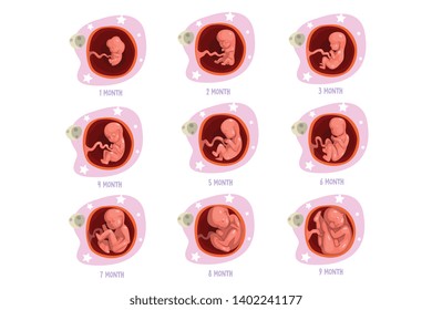 Process of pregnancy from 1st to 9th months. Fetal development. Baby growth inside womb. Vector design for poster infographic or brochure