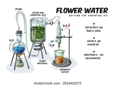 Process production of essential aromatic oil and flower water using steam apparatus for distilling. Making perfumery in chemistry laboratory. Vector color sketch illustration.