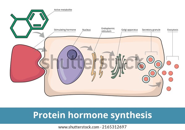 Process\
of protein hormone synthesis. Typical endocrine cell. Hormone or\
active metabolite stimulates receptor. Prohormone is transported\
through cell and secreted in active hormone\
form.
