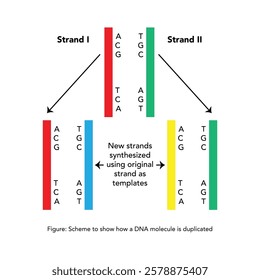 Process of replication - How a dna is copied - Science illustration 