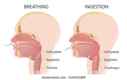 The process of respiration and nutrition. Medical vector illustration isolated on white background.