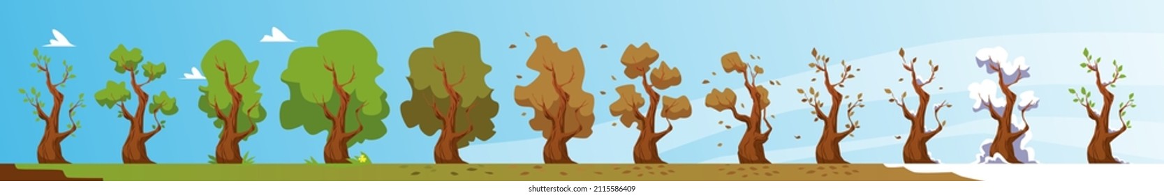 Process of seasons change - tree in spring, summer, autumn and winter, flat vector illustration. Seasons cycle from new leaves to blossoming, leaf fall and snow.