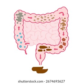El proceso de formación de heces en el intestino Grande