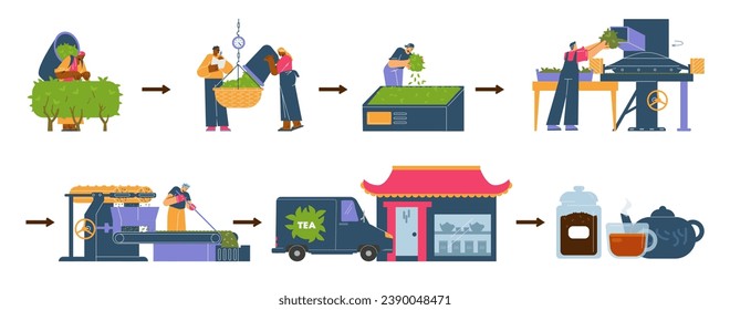 Process of tea harvest, set of vector illustration isolated on white background, drawing in flat cartoon style. Collection of various scenes with working farmers and agricultural machinery, equipment.