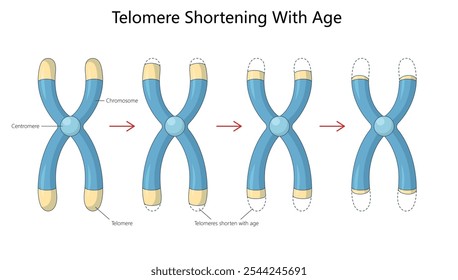 Proceso de acortamiento de los telómeros en los cromosomas a lo largo del tiempo, un factor clave en el envejecimiento celular y el diagrama de estabilidad genética Ilustración vectorial esquemática dibujada a mano. Ilustración educativa de ciencia médica