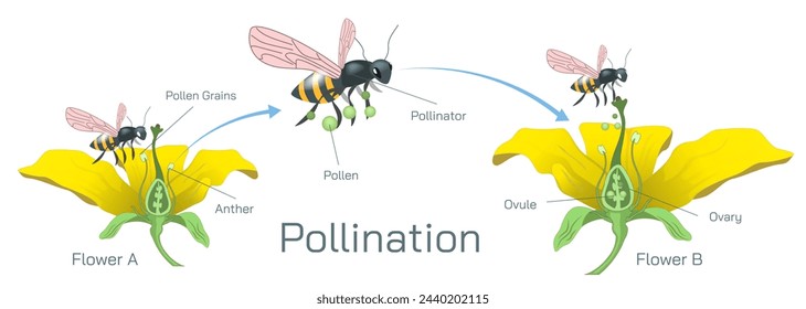 The process of transferring pollen grains from anther to stigma to different anther and stigma of flower is called pollination. Pollination vector illustration. Self pollination and cross pollination