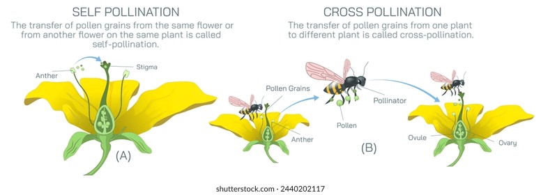 The process of transferring pollen grains from anther to stigma to different anther and stigma of flower is called pollination. Pollination vector illustration. Self pollination and cross pollination