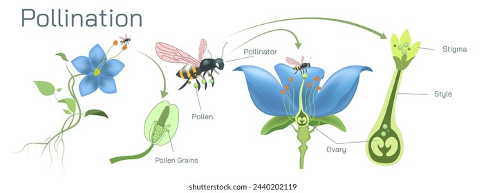 The process of transferring pollen grains from anther to stigma to different anther and stigma of flower is called pollination. Pollination vector illustration. Self pollination and cross pollination