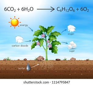 A Process of Tree Produce Oxygen illustration