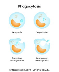 Prozess-Vektorgrafiken des Phagozytosezyklus