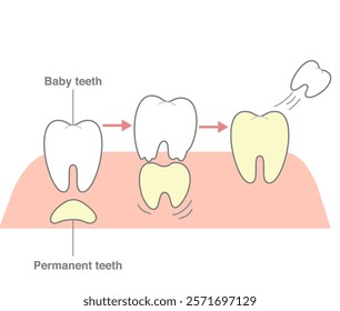 The process where permanent teeth push through and replace baby teeth by dissolving them.