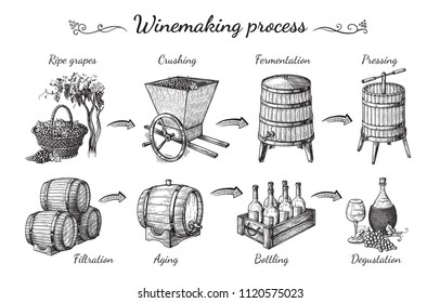 process of wine production. Vector sketch illustration